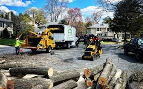 Best Leaf Removal  in Rayre, MO