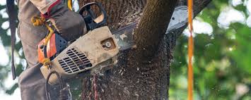 Best Arborist Consultation Services  in Rayre, MO