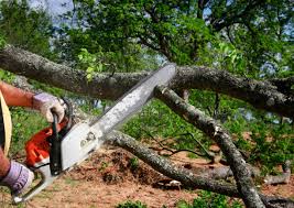 Reliable Raymore, MO Tree Services Solutions