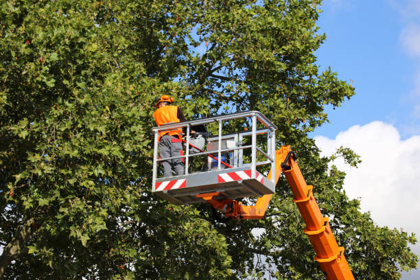 Leaf Removal in Raymore, MO