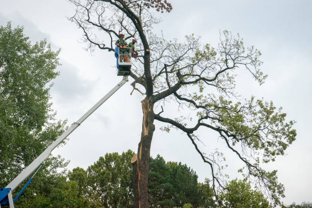 Best Stump Grinding and Removal  in Rayre, MO