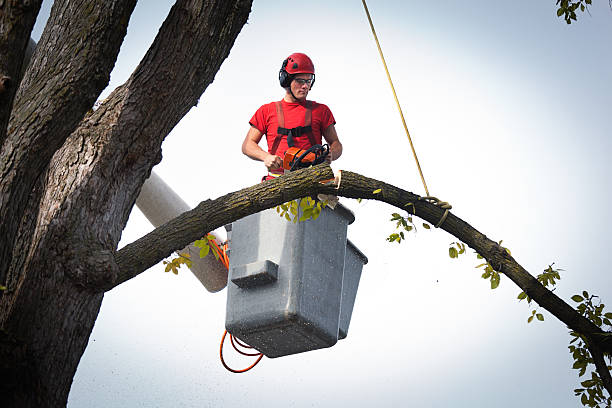 Best Tree Removal  in Rayre, MO