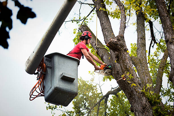 Best Root Management and Removal  in Rayre, MO