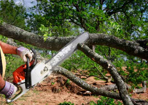 Best Utility Line Clearance  in Rayre, MO